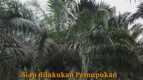 Perawatan Kebun Sawit Pembersihan Piringan Youtube