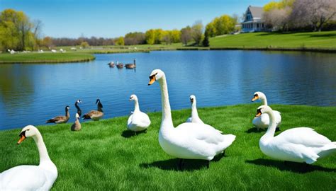 How To Keep Geese Off Your Lawn