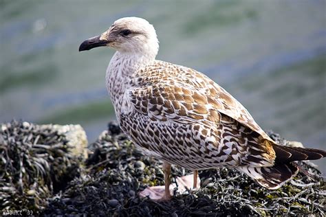 Pájaro Posando Mírale Q Chulo él Como Posa El Muy Pájaro Nacho