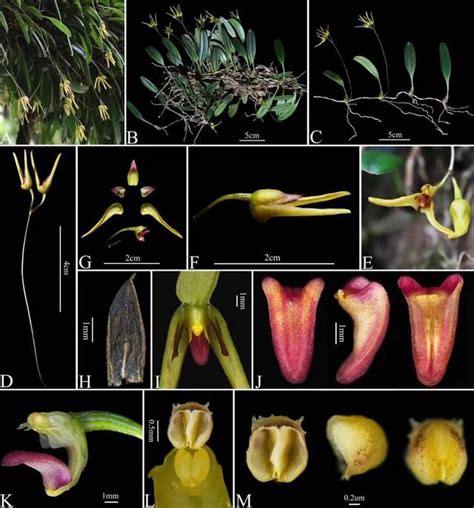 四川臥龍發現植物新種臥龍卷瓣蘭，為四川特有種 新浪香港