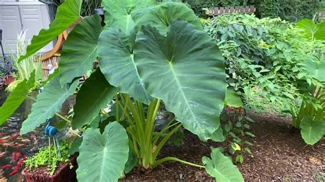 Koi Pond Garden Elephant Ear Review 2020 Youtube