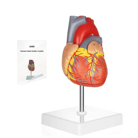 Mua Merinden Human Heart Model For Anatomy Working Heart Model Human