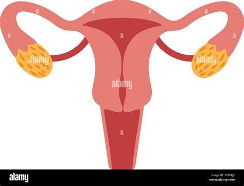 Organo reproductor femenino dibujo Imágenes vectoriales de stock Alamy