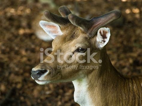 Fallow Buck Portrait Stock Photo Royalty Free Freeimages