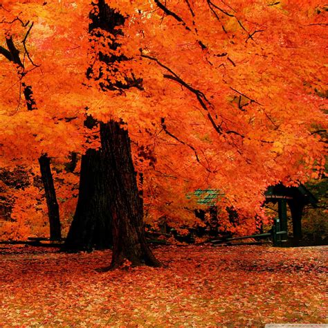 Download Enjoy The Changing Autumn Leaves On Your Ipad Wallpaper