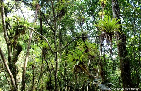 Topes De Collantes Randonn Es Et Nature Sauvage Cuba