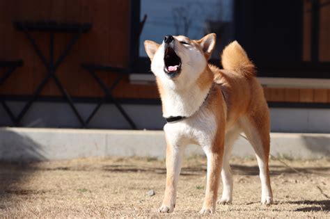 犬の鳴き方にはどんな意味がある？鳴き方で変わる犬の気持ちを解説！ 愛犬との旅行ならイヌトミィ