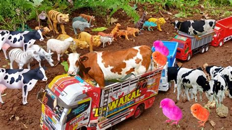 Truk Oleng Angkut Sapi Gajah Kerbau Kambing Youtube