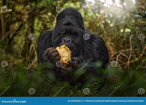 Gorilla Wildlife Forest Portrait Uganda Mountain Gorilla With Food