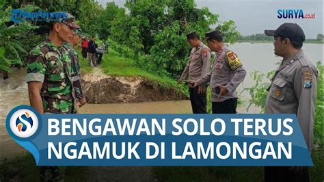 Jebol Tanggul Wedok Di Maduran Digerus Arus Luapan Air Bengawan Solo