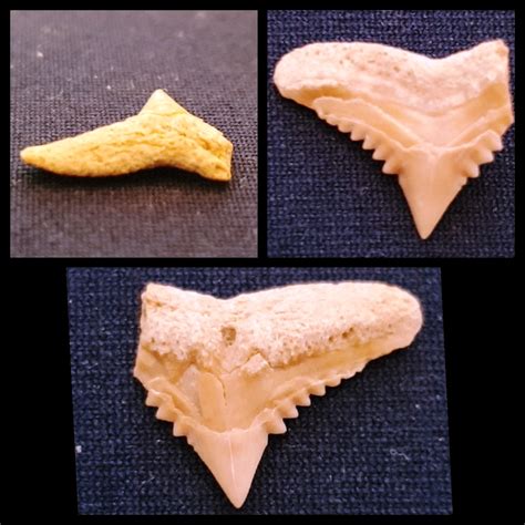 Shark tooth - Fossil ID - The Fossil Forum