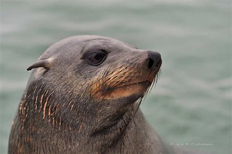 S Dafrikanischer Seeb R Naturfotografie G M Dahmen Bilder Fotos