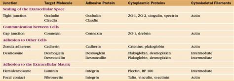 Intercellular Junctions | Basicmedical Key