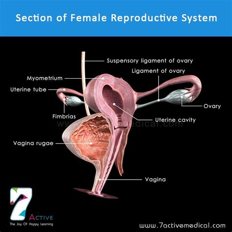 External Diagram Of Female Reproductive System Flow Chart Of