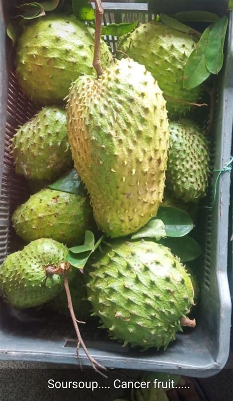 A Grade Avocado Cancer Fruit Packaging Type Carton Packaging Size