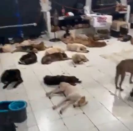 Reúnen perritos en refugio Cachorrilandia tras paso de huracán