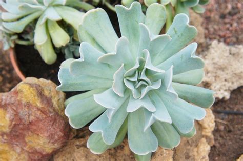 Echeveria Runyonii Topsy Turvy