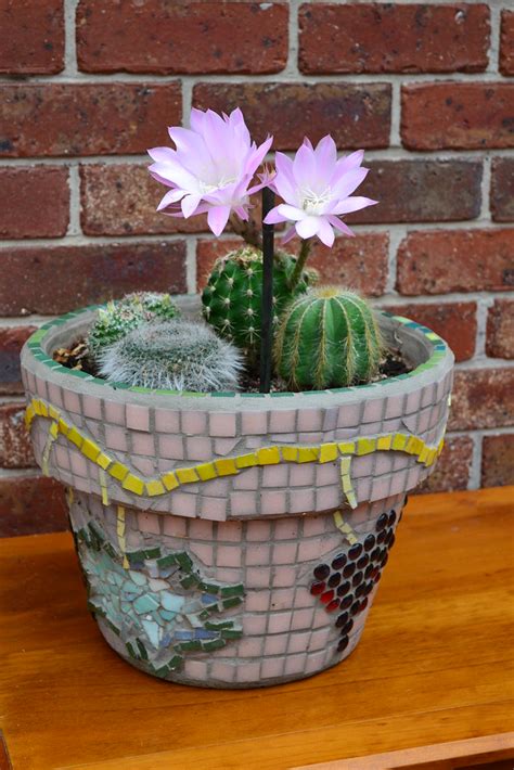 Flowering Cactus In Mosaic Pot This Is The First Time In T… Flickr