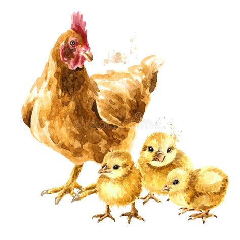 Watercolor Hen Chicks Stock Illustrations 32 Watercolor Hen Chicks