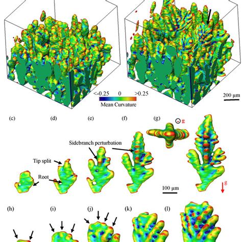 A To D D Morphology Of Dendrite Structure At T And