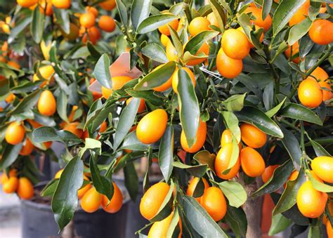 How To Spot Treat And Prevent Kumquat Tree Diseases Food Gardening Network