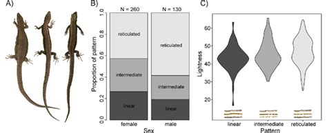 Dorsal Pattern Differs Between Sex And Is Associated With Dorsal