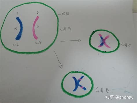 减数分裂是什么鬼 知乎