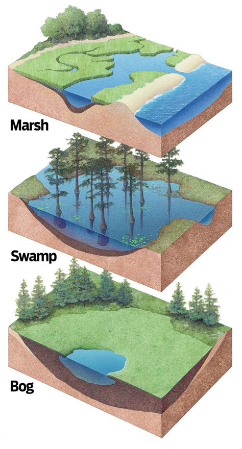 Wetlands Dictionary Kids Discover A Bayou Is A Slow Marshy Stream