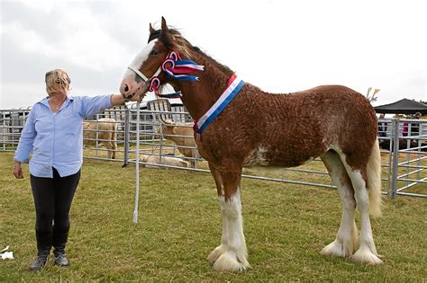 Trophy Winning Clydesdale Clydesdale Filly Ord Tinkerbell Reigns