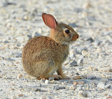 Juvenile Cottontail Rabbit Photograph By Jennifer Reynolds Fine Art