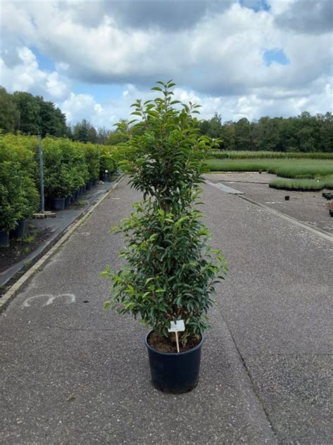 Prunus Lusitanica Angustifolia 120 140 Cm Cont 20L Boomkwekerij