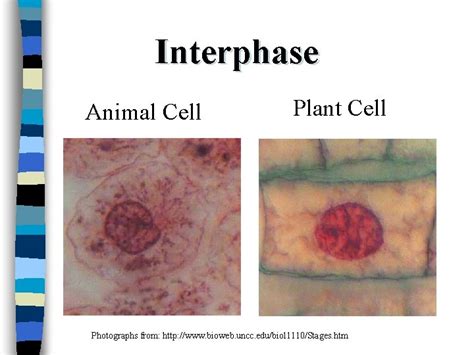 GENETICS Mitosis and the Cell Cycle Cell reproduction