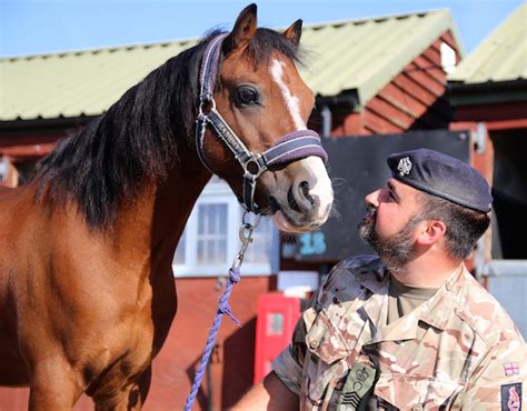 Cheeky Military Shetland Crowned Champion Regimental Mascot Horse And Hound