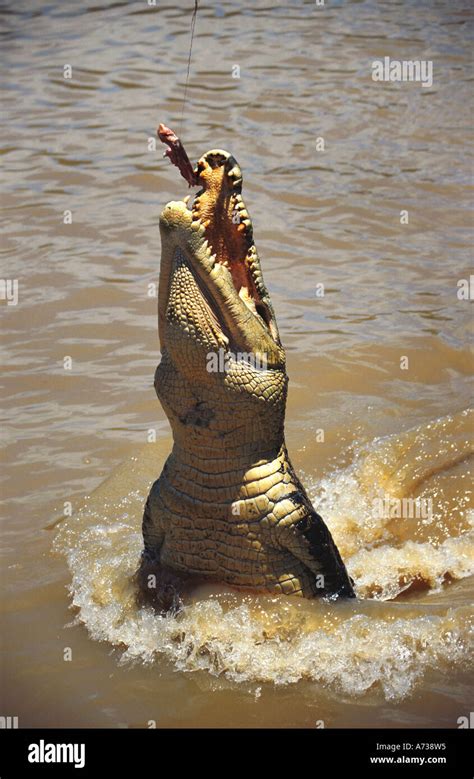 Saltwater Crocodile Estuarine Crocodile Crocodylus Porosus During