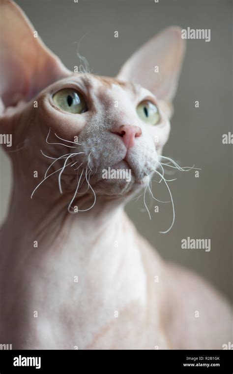 Hairless Don Sphynx cat Stock Photo - Alamy