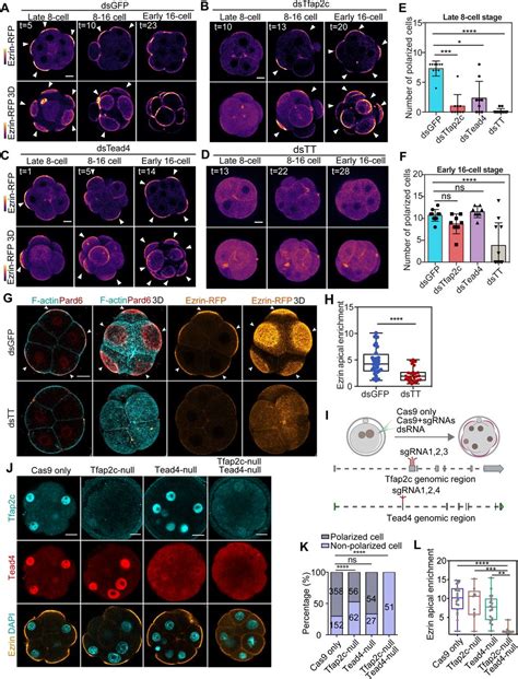 Tead4 Antibody Abcam Bioz