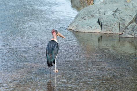 Ebird Checklist Jun Serengeti Np Moru Kopjes Species