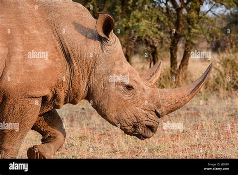 Adult White Rhino In Southern African Savanna Stock Photo Alamy