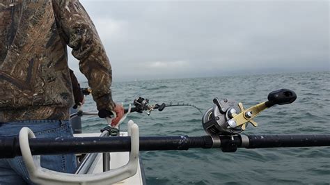 California Halibut Fishing - California Halibut on SF Bay