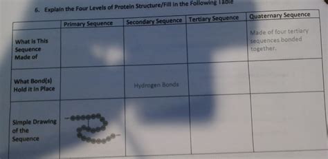 Solved Explain the Four Levels of Protein Structure/Fill in | Chegg.com