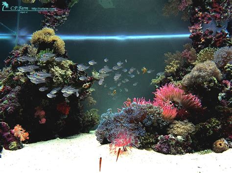 √ Aquascaping Ideas For Reef Tank Aquascape Style