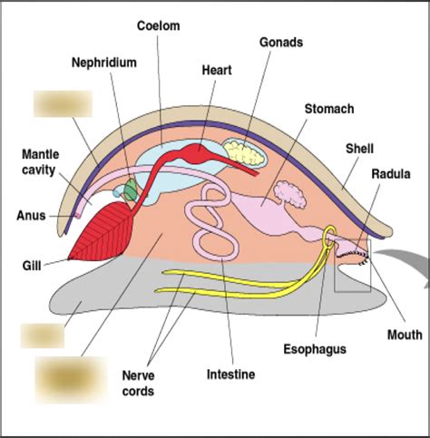 Basic Body Plan Of The Molluscs Diagram Quizlet