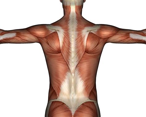 How To Remedy Thoracolumbar Fascia Back Spine Pain INSYNC PHYSIO