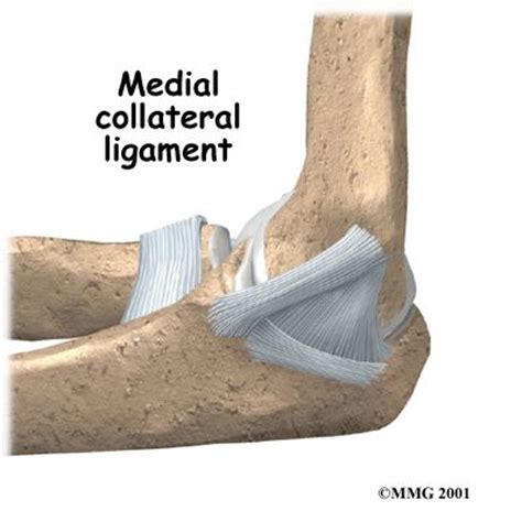 Pin by Lulul Kh on Body joints | Dislocation, Body joints, Shoulder dislocation