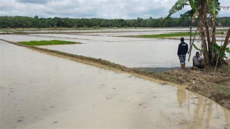 Puluhan Hektar Sawah Di Wirabangun Mesuji Lampung Terendam Banjir