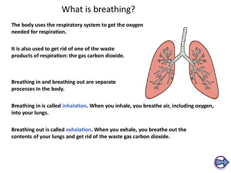 Ks Biology The Breathing System