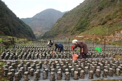 乡村振兴 搬迁户迈上就业致富路 搬进幸福新生活澎湃号·政务澎湃新闻 The Paper