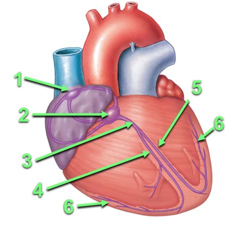 conduction system of the heart Diagram | Quizlet