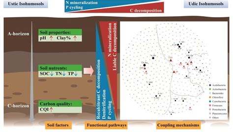 东北地理所在土壤剖面微生物驱动的碳氮磷循环耦合过程方面取得新进展 中国科学院东北地理所农业技术中心