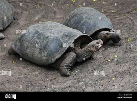 Cinco Cerros tortues géantes Chelonoidis nigra dans le centre d